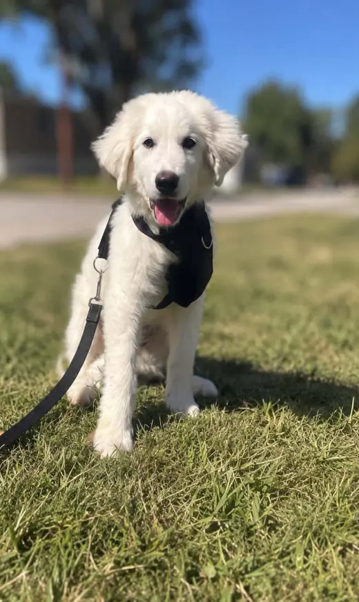 Sampson
