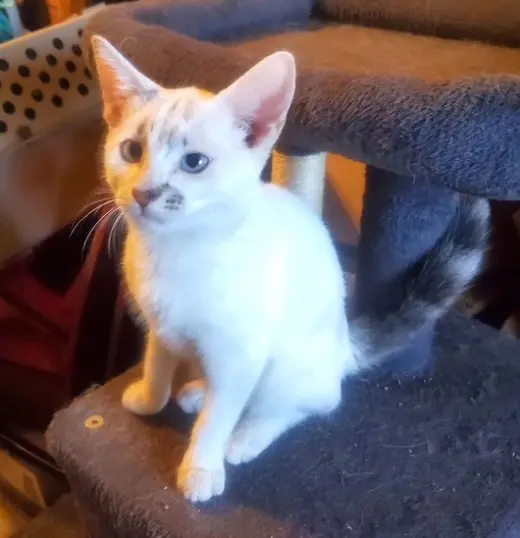 KITTEN BLUE EYED KIT KAT