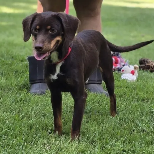 FRANKIE