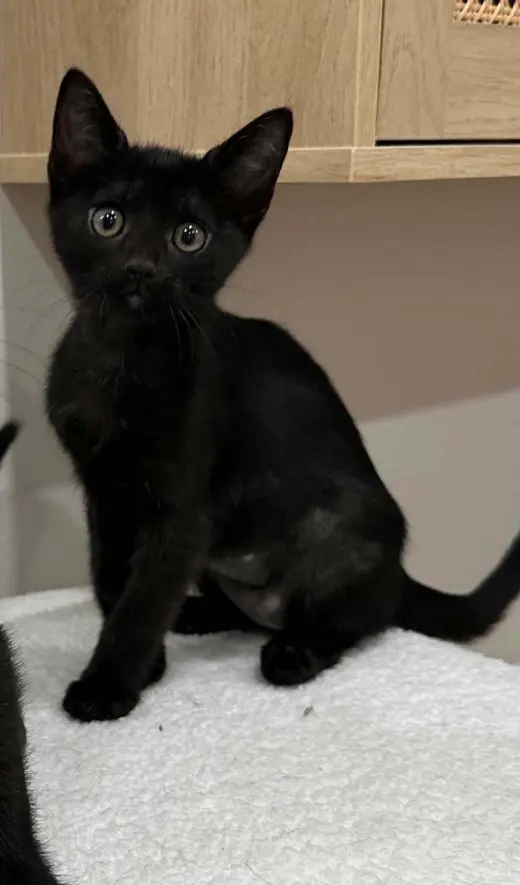 Kitten Yellowfang