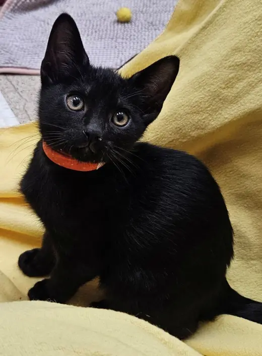 Kitten Yuri
