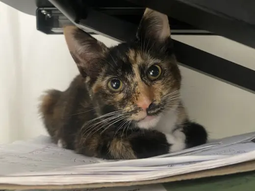Coco