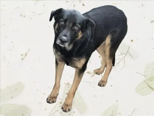 ODIN