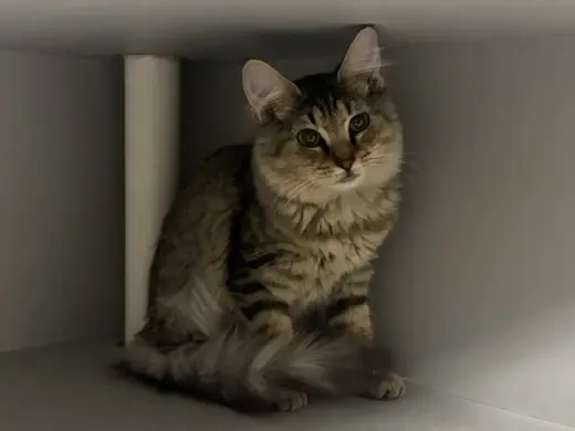NIKITA