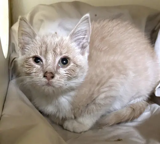 FLUFFERNUTTER