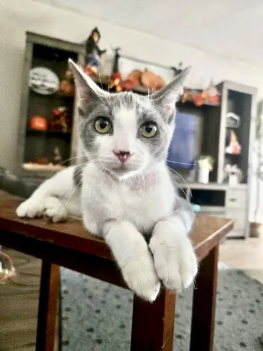 Stewart
