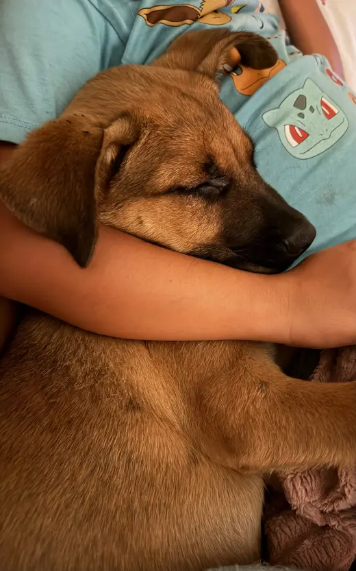 Gus