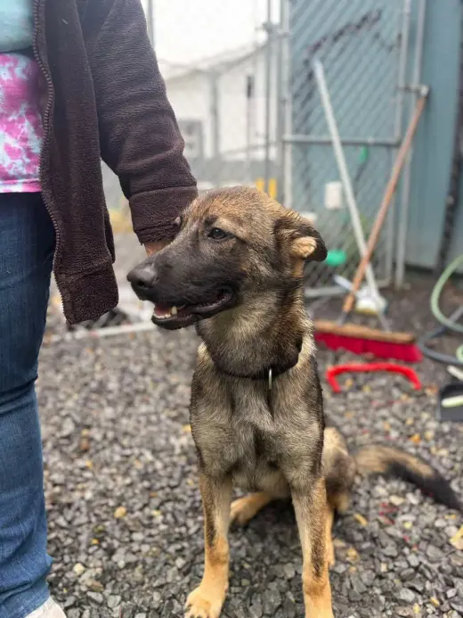 Lilly (6mo, 30lbs)