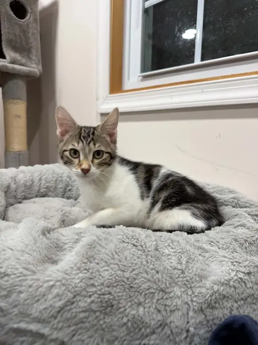 Greyson, Willow Grove Area, (FCID 8/18/2026-127)
