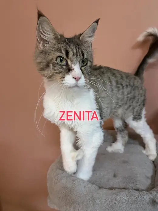 Zenita