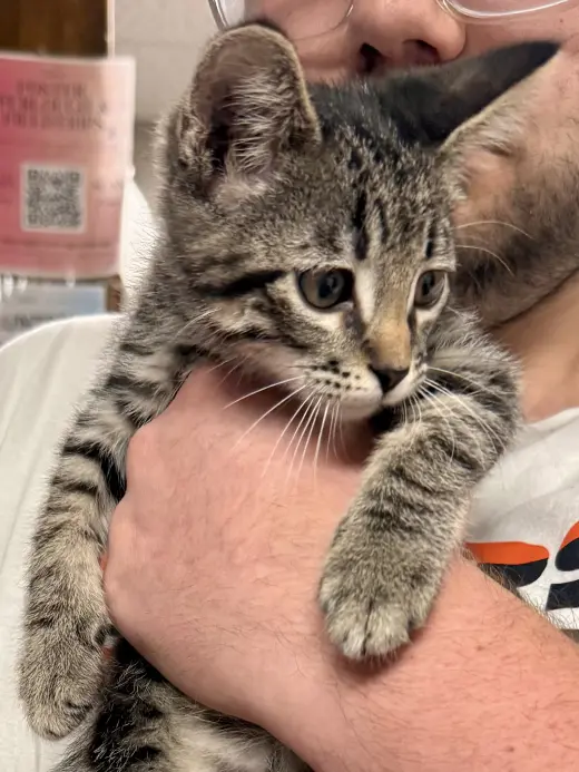 CAT - Vinny