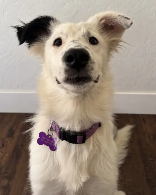 Dolly