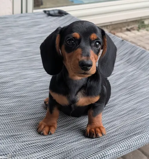 Ryder