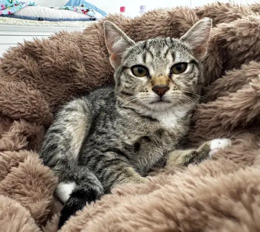 Thelmabelle (bonded w/ Louisianna)