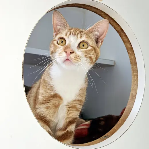 Pecan (bonded w/ Pie)