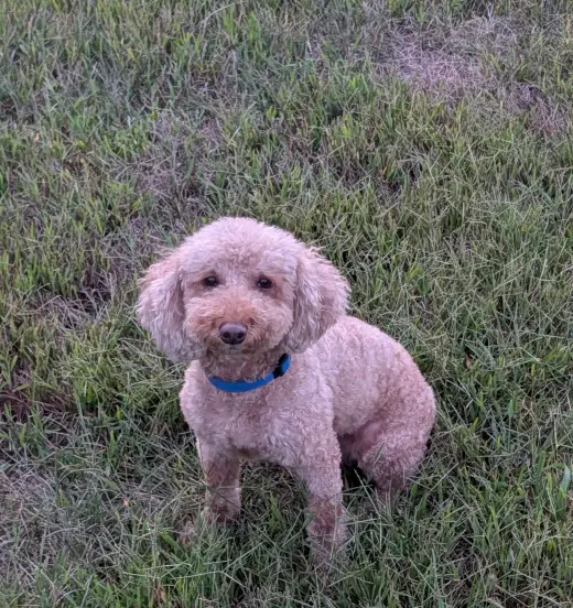 Mason