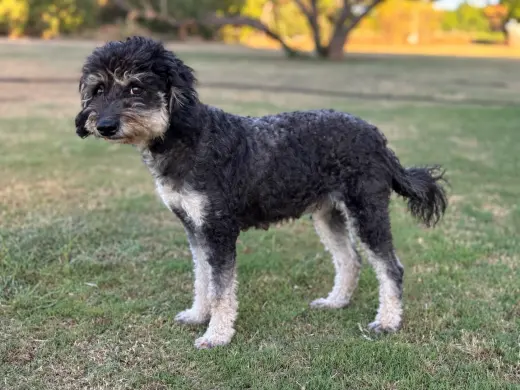 Emmie