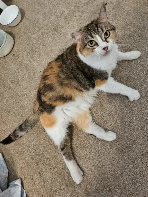 Callie