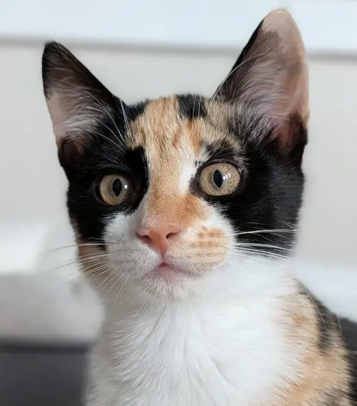 Dakotato