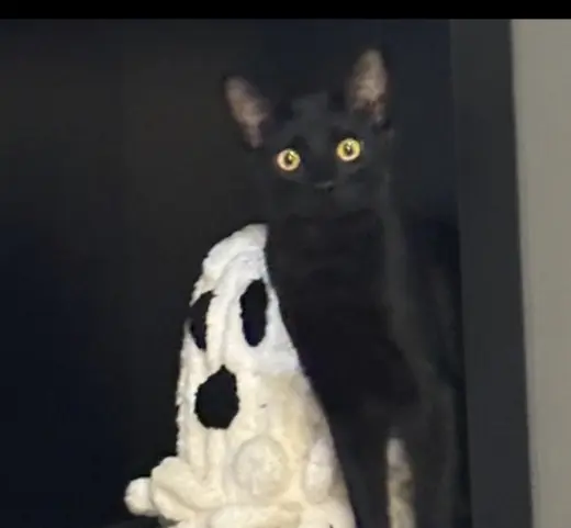 Charley