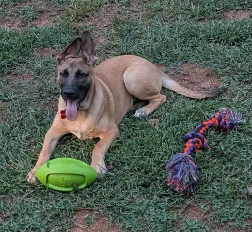 Whiskey Blessing: Not at shelter (Missy)