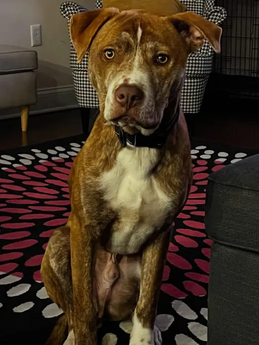 Coco