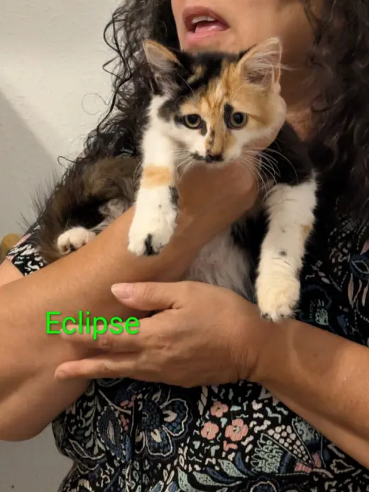 Eclipse