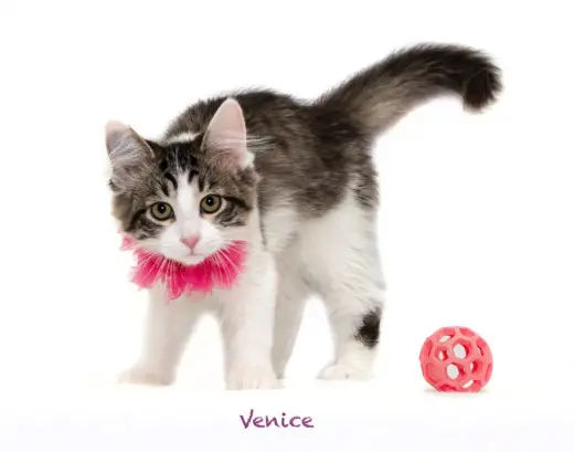 Venice