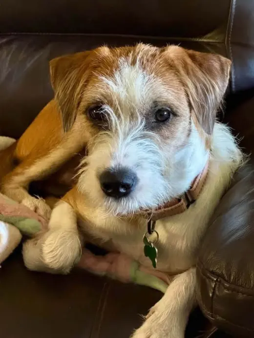 Scrappy