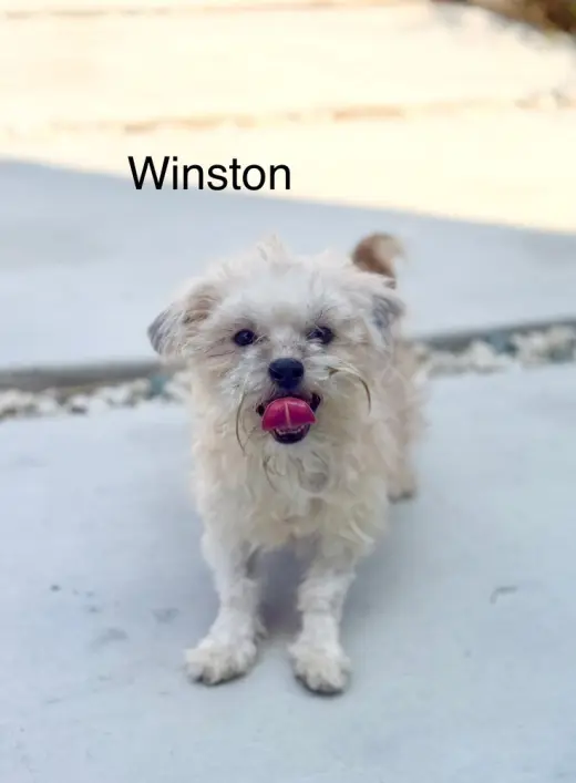 Winston #