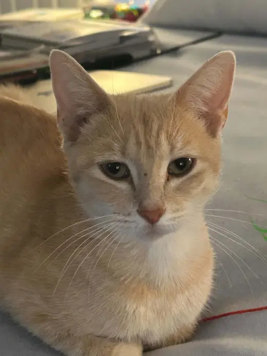 Triscuit