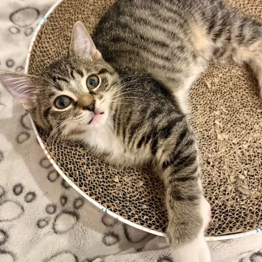 Leia (Toast)