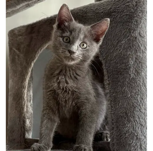 Sidewalk Sale (Smokey)