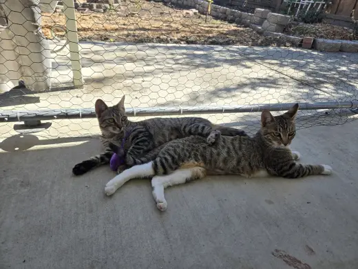 Gray Paw & White Paw (Courtesy Post)