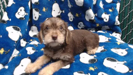 PEPPERMINT PATTY