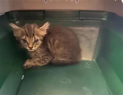 DWIGHT