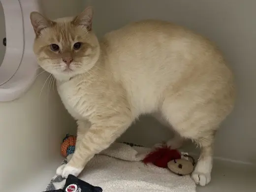 LEO