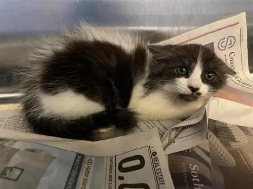 TINY