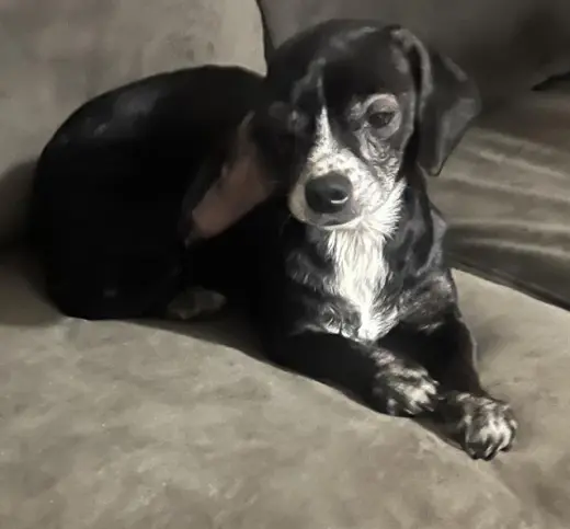 BETTY BOO