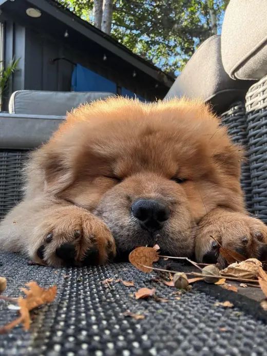 Puppy