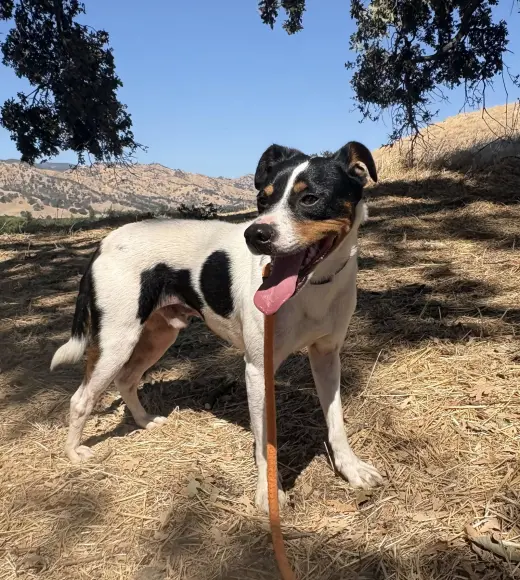 *Hunter Green