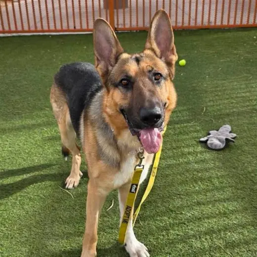 ZEUS
