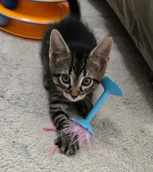 FRANKIE