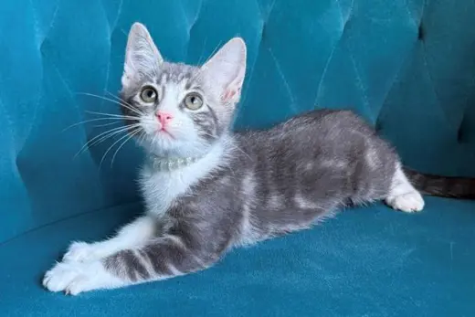 GNOCCHI