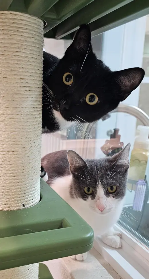 Felix & Bindy