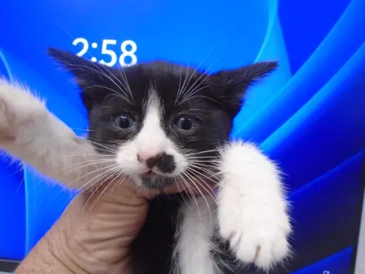 OREO