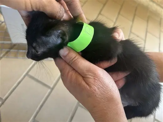 A663064