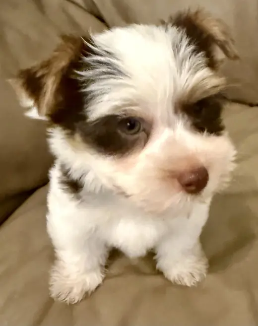 Purebred Yorkie boy pup BIRO ONE