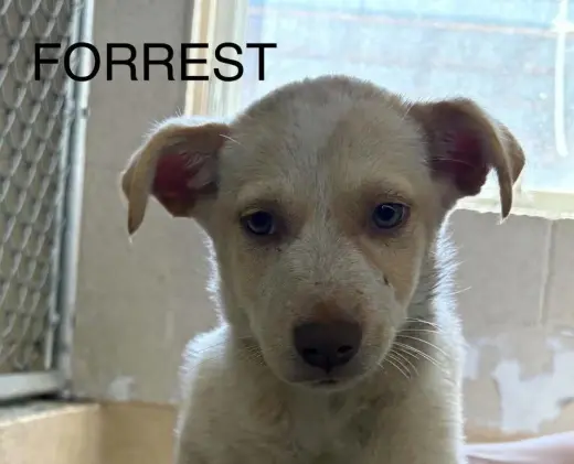 Forrest