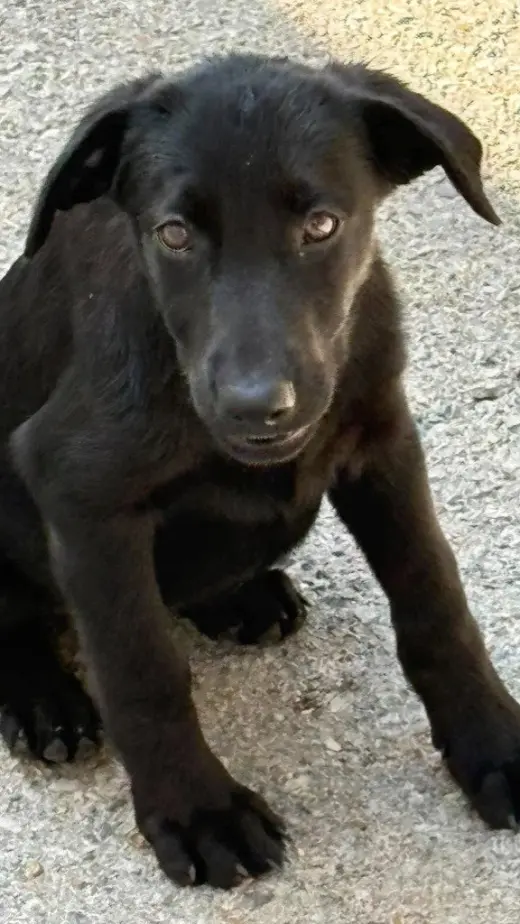 tasha